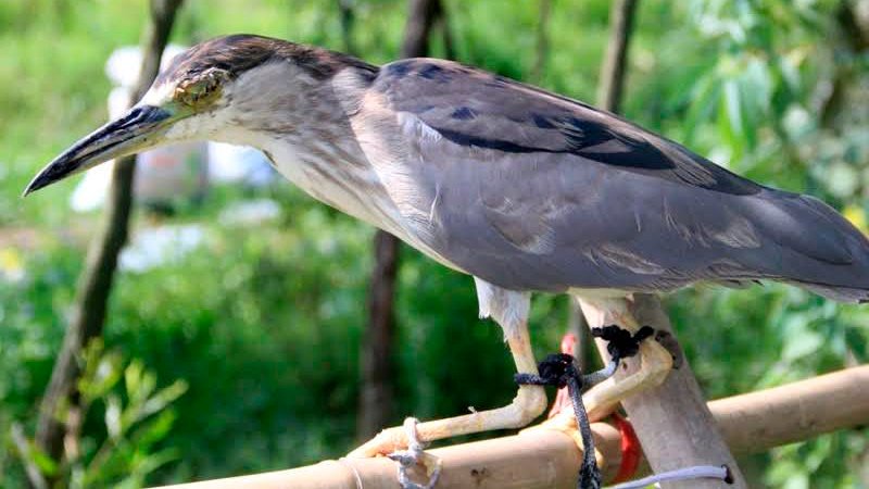 Đàn[-]chim[-]bị[-]khâu[-]mắt[-]để[-]nhử[-]đồng[-]loại[-]ở[-]Hà[-]Tĩnh